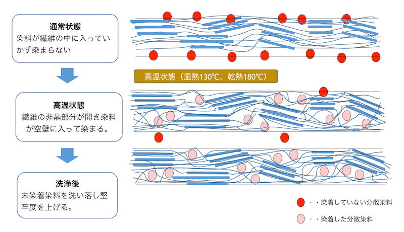 ポリエステル繊維への分散染料に染着モデルの図